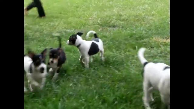 Smooth Fox Terrier Puppies For Sale David Fisher Jr смотреть онлайн