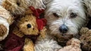 От улыбки станет всем светлей wmv clip0