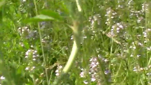 как выглядит чебрец смотреть онлайн