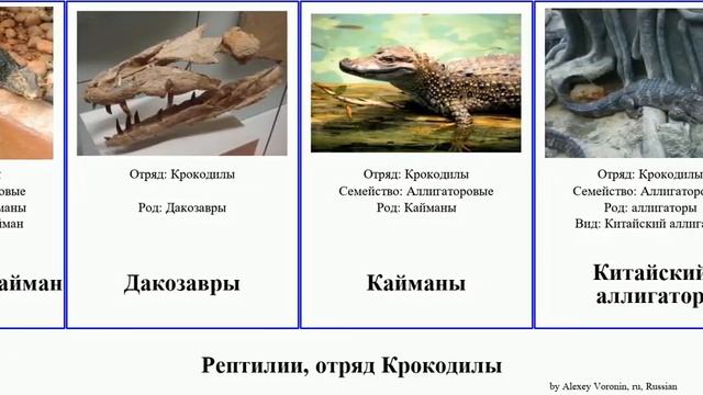 Рептилии, отряд Крокодилы кайман reptilia Гладколобый аллигатор Дакозавры Широкомордый кайманы смотреть онлайн