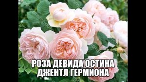 Роза Девида Остина Джентл Гермиона