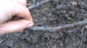 Виноград.  Почему лоза чернеет