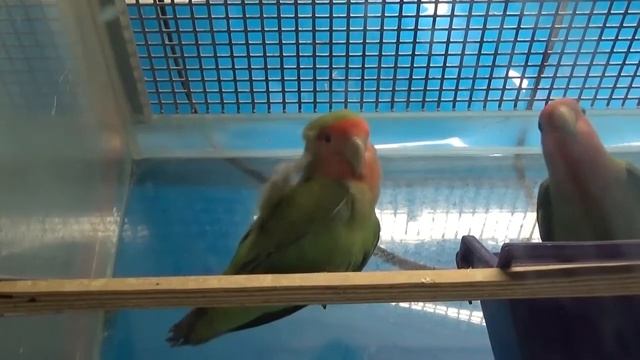 Розовощекий неразлучник - всё о породе попугаев!