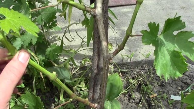 Сроки прививки винограда Terms Grafting Grapes