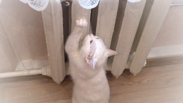 Radiator And Cat. Батарея и кошка.