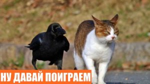 УГАРНЫЕ ДОМАШНИЕ ЖИВОТНЫЕ / ПОДБОРКА СМЕШНЫХ КОШЕК И СОБАК ДЛЯ ХОРОШЕГО НАСТРОЕНИЯ