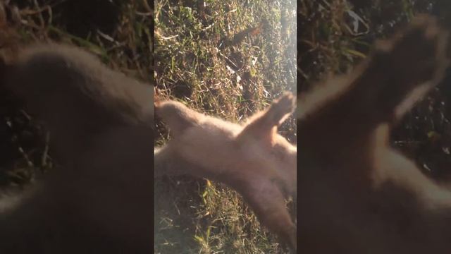 Нападение Sciurus vulgaris на Homo sapiens смотреть онлайн