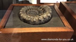 Выпуск XIX Аммониты