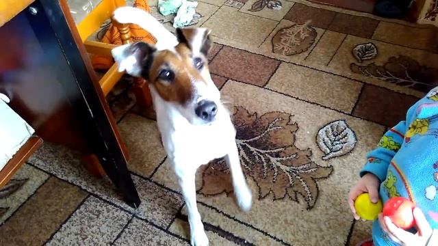 Фоксблог/Фотографировать собак? Очень просто! смотреть онлайн