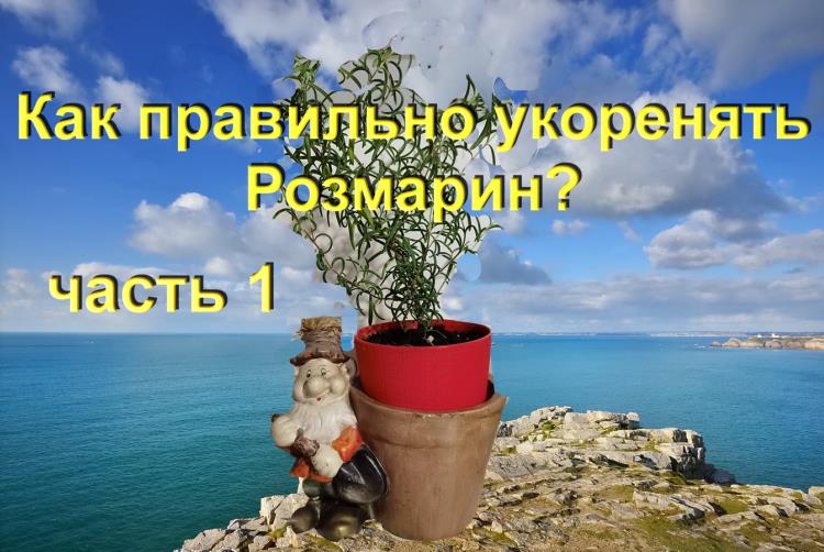 1.Три способа размножения Розмарина  Часть 1