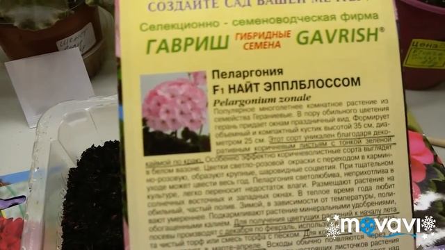 Когда сеять семена пеларгонии? смотреть онлайн