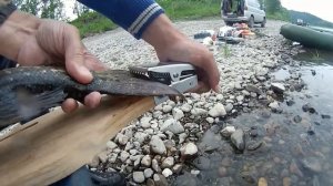 Рыбалка на Томи на щуку 2013г