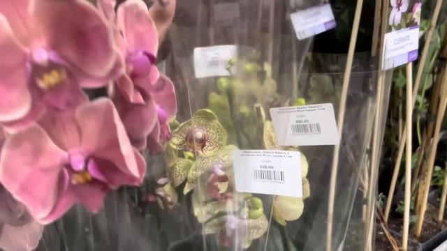 Обзор Орхидей Одесса ( хорошие цены и интересные сорта) смотреть онлайн