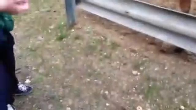 Кони смотреть онлайн