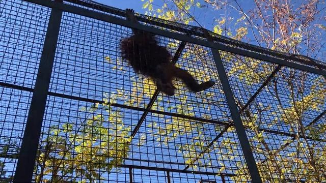 Акробаточка Даночка смотреть онлайн