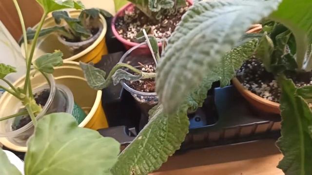 Фиалки после пересадки/Мое северное окно, цветы/African violets after transplanting смотреть онлайн