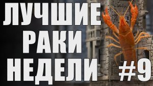 ЛРН выпуск №9 [Лучшие Раки Недели]
