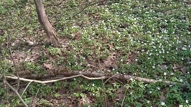 В плену у ветреницы дубравной... смотреть онлайн