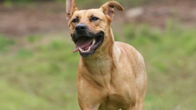 German Shepherd American Staffordshire Mix: Info With Pictures смотреть онлайн
