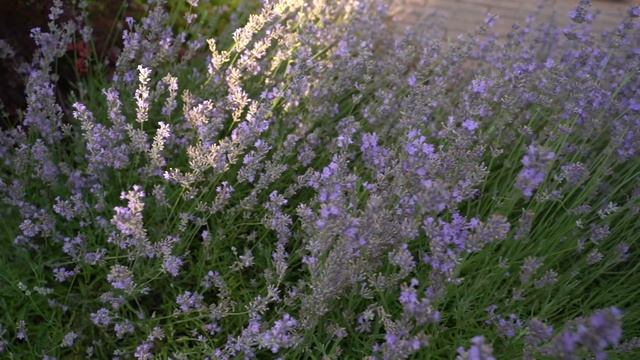 Обзор очень красивого двадцатилетнего малоуходного сада | Идеи ландшафтного дизайна для новичков смотреть онлайн