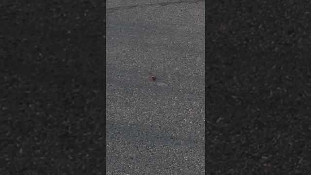 Бой фаланга и шершня смотреть онлайн