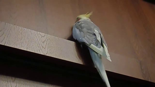 Ларри стучит клювом смотреть онлайн