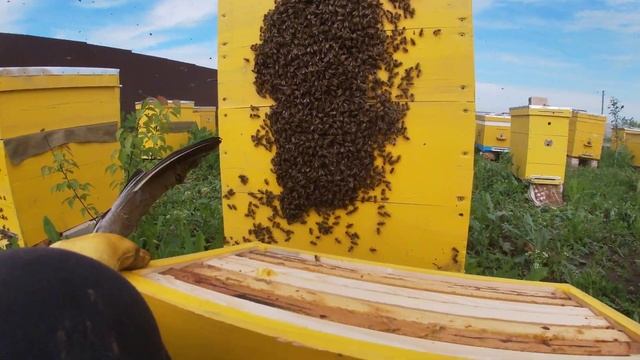 РОЙ ПЧЕЛ на весь улей! 10 МАТОК в одном рою смотреть онлайн