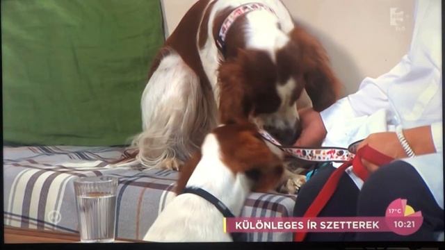 Irish Red And White Setters' 1st Birthday In The Connemara Lovehunter Kennel
