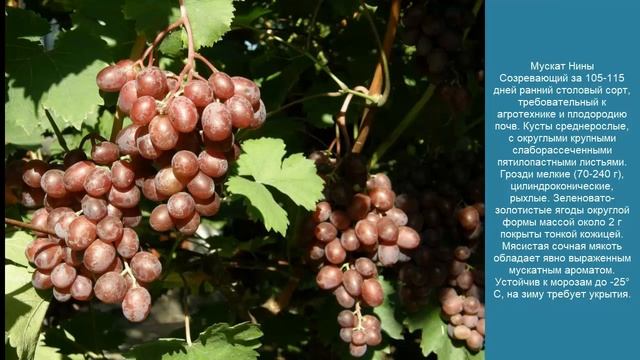 Сорта винограда для Средней полосы России. Часть 3 смотреть онлайн