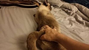(Short) How To Relieve A Cat In Heat.  Finger Cat Butthole, sorta
