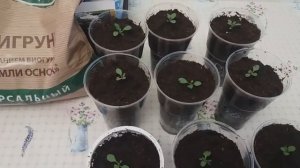 КАК ПРОСТО И БЫСТРО ВЫРАСТИТЬ ПЕТУНИЮ? ОТ СЕМЯН до ЦВЕТЕНИЯ ВСЕ В ОДНОМ ВИДЕО