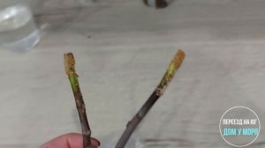 Весеннее черенкование инжира.  Неужели провал?