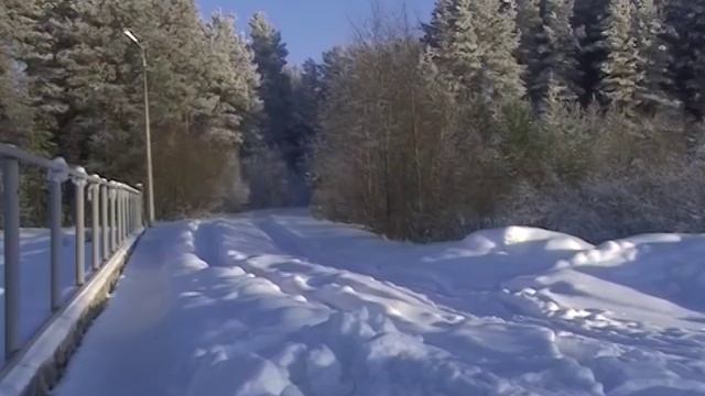 Численность волков увеличивается, жители соседних районов в панике смотреть онлайн