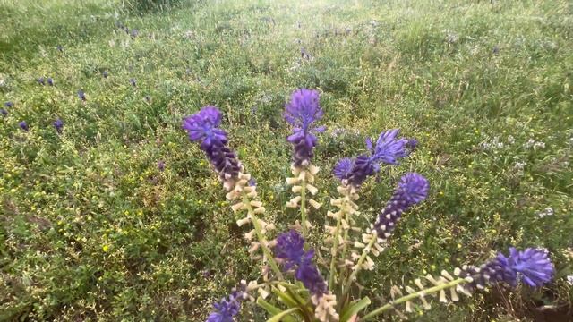 Lampascioni!Итальянский деликатес из луковицы дикого Гиацинта!Леопольдия Хохолковая! смотреть онлайн