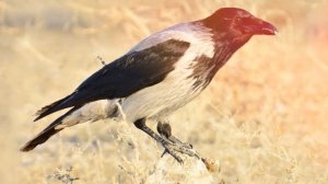 Ворона каркает