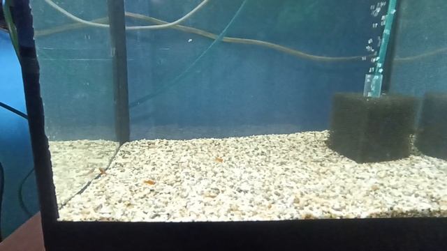 обзор рыбьего дома смотреть онлайн