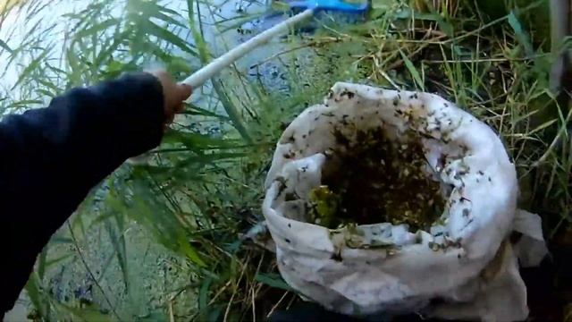 Охота за органикой часть 2 из... Ряска. смотреть онлайн