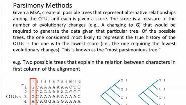 Phylogenetics - Basic Steps - Maximum Parsimony смотреть онлайн