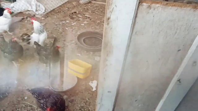 SELO BLOG #2 / Как правильно вести хозяйство?