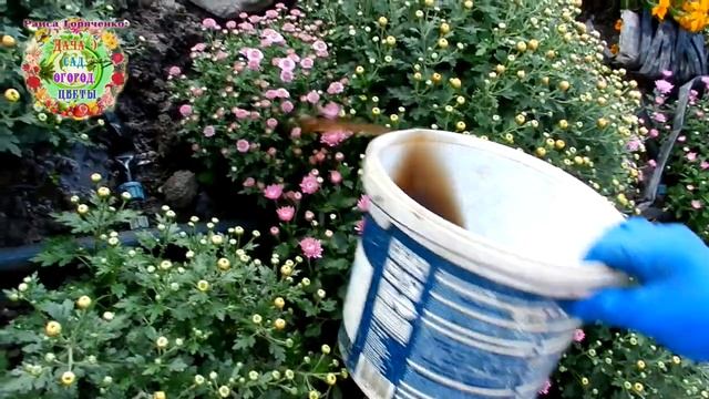 Чем подкормить хризантемы мультифлоры в октябре.Чем защитить дубки от туманов Поливы редкие, но ... смотреть онлайн