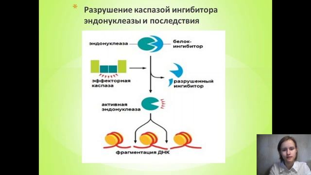 СОВРЕМЕННЫЕ ПРЕДСТАВЛЕНИЯ ОБ АПОПТОЗЕ КЛЕТОК. ПРИЧИНЫ И МЕХАНИЗМЫ АПОПТОЗА смотреть онлайн