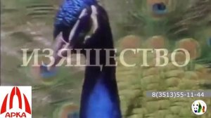 "Арка". Панели ПВХ "Панда"