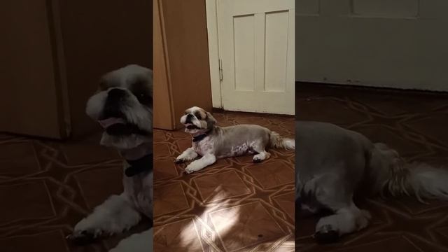 Shih Tzu cut his hair. / Ши-тцу подстригся./ стрижка собак. смотреть онлайн
