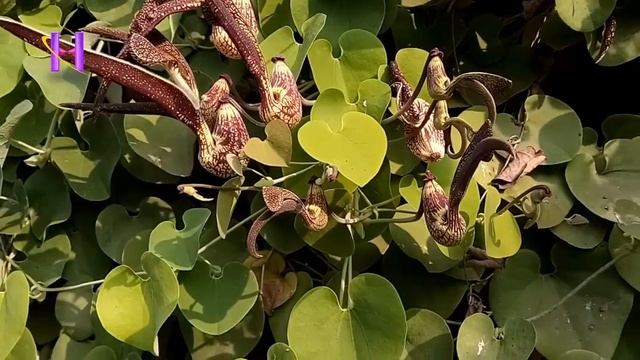 Scientific Name Aristolochia Ringens | Hansha Lata Tree Flower | Ghughu Lata