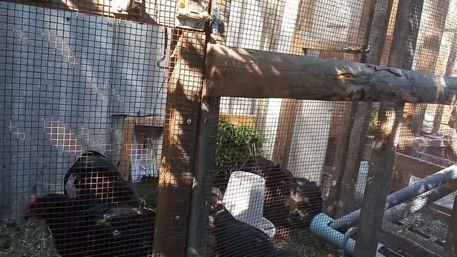 Нюансы выращивания цыплят породы Джерсийский гигант. Характерные ошибки и как их избежать. смотреть онлайн