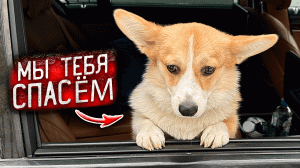 Кем ЯВЛЯЕТСЯ ХОЗЯИН НА САМОМ ДЕЛЕ?