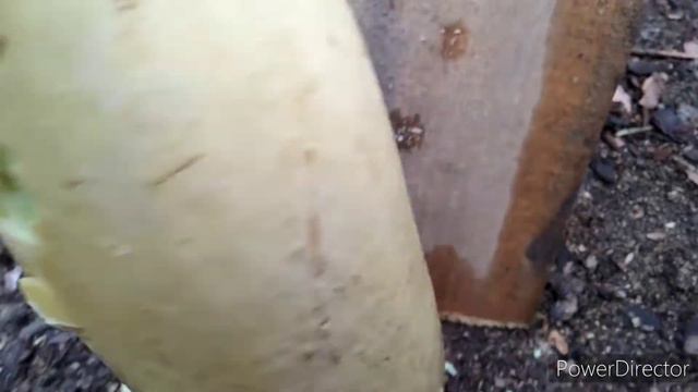 Стрельба по кабачку Шершень: 0,68 Hunter 0,62