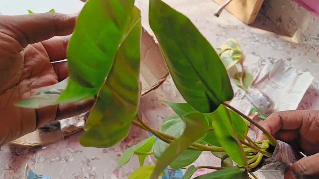 bought plants for indoor at affordable prices | Homely Plants смотреть онлайн