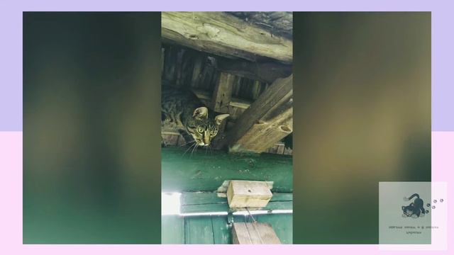 Кот-скалолаз:экстрим на крыше!!! || Cat Climber: Extreme Rooftop!!! смотреть онлайн