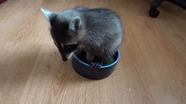 Лимон полощется в воде и ест кошачий корм смотреть онлайн